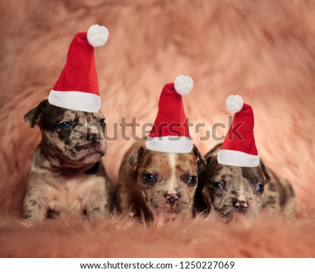 three little american bully puppies wearing santa hats sitting on furry bakground