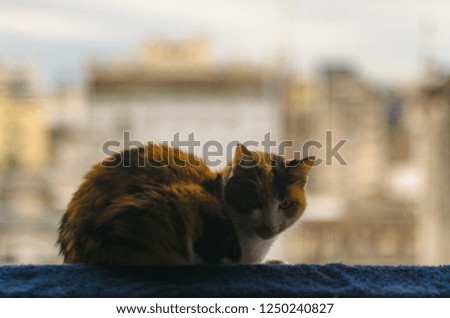 A tricolor cat lying on a blue towel at the edge of a window