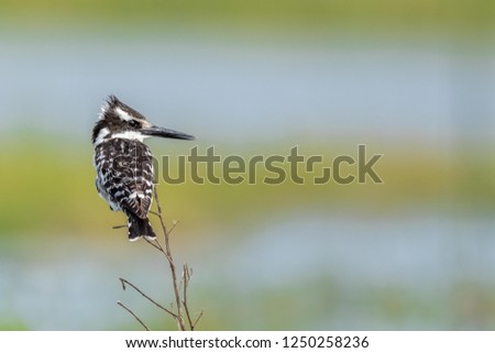 perched pied kingfisher, kingfisher portrait, attractive portrait of pied kingfisher
