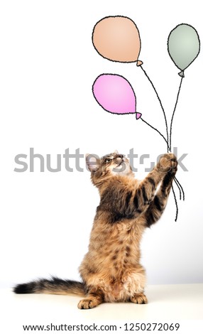 cat dreamer holding tree colorful baloons in paws on white background