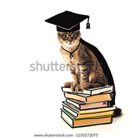 Clever cat sitting on stack of books with glasses and black graduate hat on white background copy space
