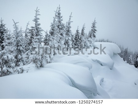 Frozen white spruces on a frosty day. Location Carpathian mountain, Ukraine, Europe. Alpine ski resort. Exotic wintry scene. Incredible winter wallpaper. Happy New Year! Discover the beauty of world.