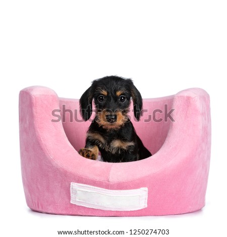 Super cute Mini Dachshund wirehaired sitting in pink soft plush basket, looking with big droopy eyes to camera. Isolated on white background.