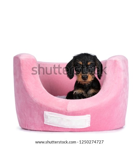 Super cute Mini Dachshund wirehaired laying in pink soft plush basket, looking with big droopy eyes to camera. Isolated on white background.
