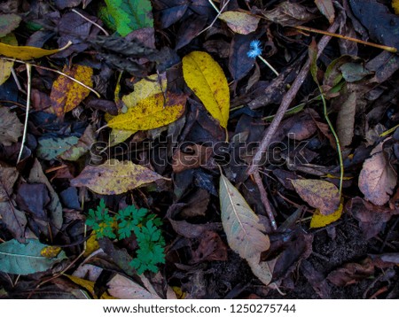 Natural fallen leaves on the ground in autumn.