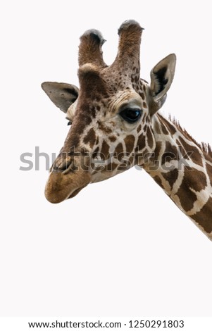 Giraffe portrait on a white background