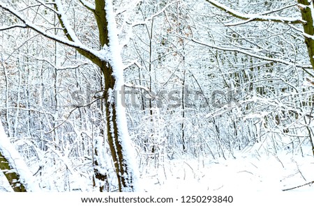 The trees near the river are covered with white snow in the winter