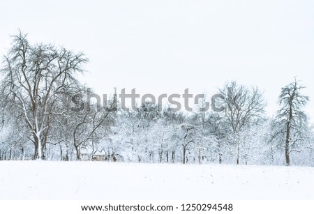Panorama - a rural area with trees covered with snow in the winter