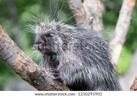 North American Porcupine (Erethizon Dorsatum) standing in a tree, also known as the Canadian Porcupine or common porcupine