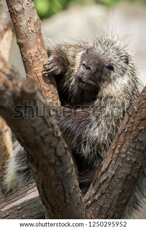 North American Porcupine (Erethizon Dorsatum) climbing a tree, also known as the Canadian Porcupine or common Porcupine