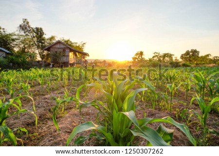 a front selective focus picture of organic corn field at agriculture farm in summer sunset. 