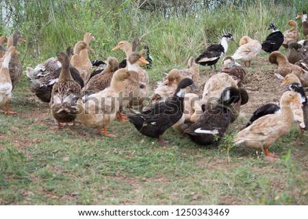 Khaki Campbell Ducks in a Domestic Duck Farm at Minjur, Tamil Nadu in India