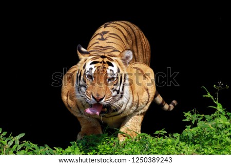 Angry face of sumatran tiger, animal angry, tiger head closeup