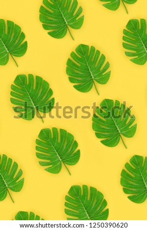 Tropical palm monstera leaves lies on a pastel colored paper. Nature summer concept pattern. Flat lay composition. Top view