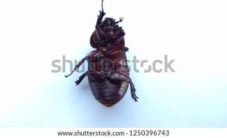 Beetle on a white background