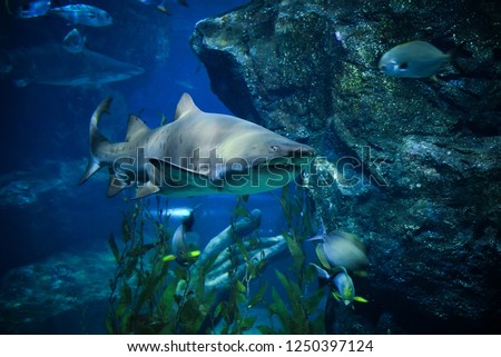 Large ragged tooth shark picture sea underwater / Sand tiger shark swimming marine life in the ocean