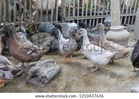 Group of Thailand Funny ducks on a farm 