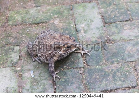 Common toad sitting
