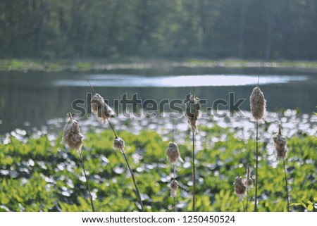 Pretty cat tails at a local lake