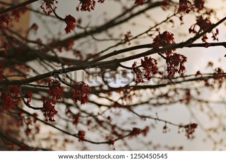 flower branch background