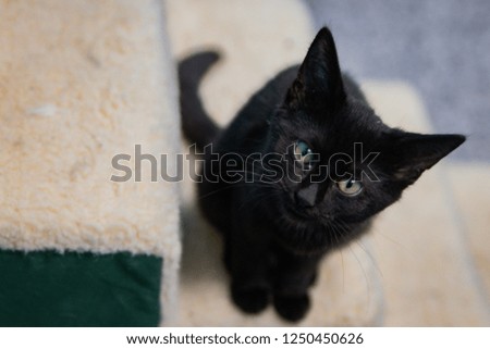 Black cat curiosity