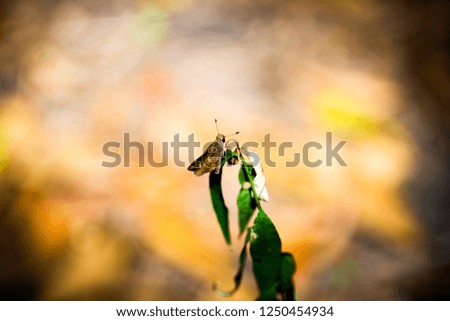 Green plant moth