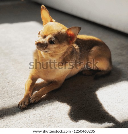 Chihuahua laying in sun with shadow