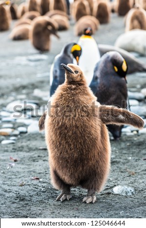 Brown feathers penguin from South Georgia