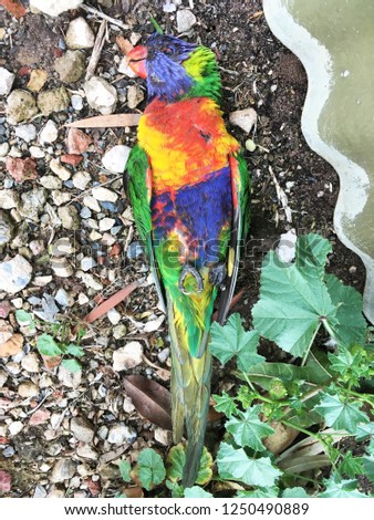 RAINBOW LORIKEET NATIVE AUSTRALIAN - DEAD BIRD 