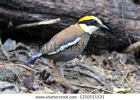 Banded pittas (fe) Hydrornis spp., are a group of birds in the Pittidae family that were formerly lumped as a single species, the banded pitta. They are found in forest in the Thai-Malay Peninsula.