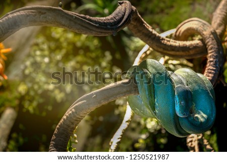 A picture of a beautiful Green Tree Python Snake ,Ladkrabang,Bangkok,Thailand