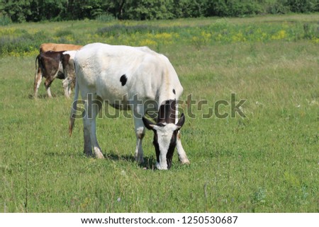 The cow passes in the field. Breeding of cattle, Udmurtia, Russia. Beautiful and static cow in a juicy green field, without insects in a picture