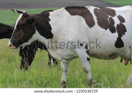 The cow passes in the field. Breeding of cattle, Udmurtia, Russia. Beautiful and static cow in a juicy green field, without insects in a picture