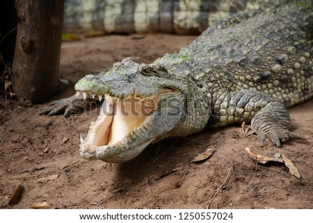 Image of a crocodile on the soil. Amphibian Reptile Animals big.Living in a freshwater swamp.