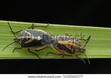 Bug Mating asian borneo
