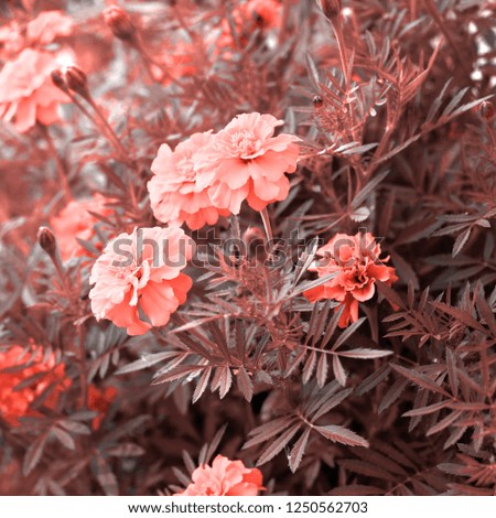 surrealistic toned marigoldflowers in a garden square image