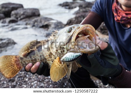 Grouper caught from the sea with lure
