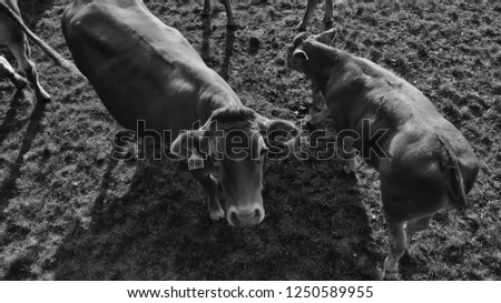 aerial shot of cows, black and white 