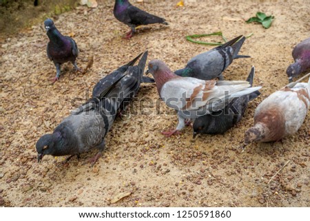 Pigeons on the street. feeding.