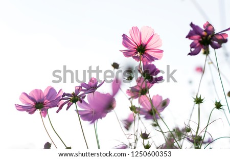 Low angle view on pink cosmos flowers on a white lighted background Royalty-Free Stock Photo #1250600353