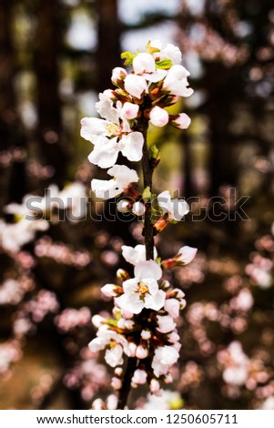 ฺฺBeautiful Cherry Blossom