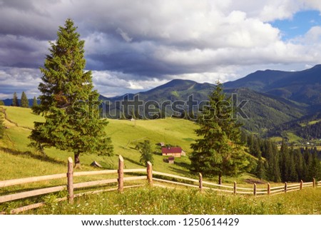 Carpathian green mountains. summer landscapes, large spruce