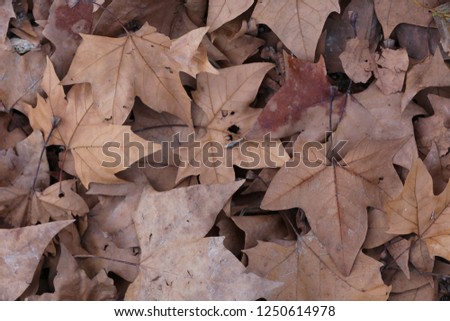 Close up outdoor view from above of pattern of brown fall leaves of plane trees during autumn season. Abstract natural image of dead dry foliage on the ground. Colorful autumnal picture.