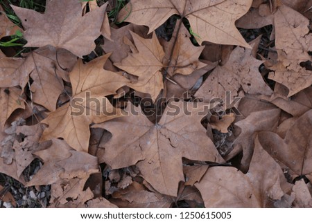 Close up outdoor view from above of pattern of brown fall leaves of plane trees during autumn season. Abstract natural image of dead dry foliage on the ground. Colorful autumnal picture.