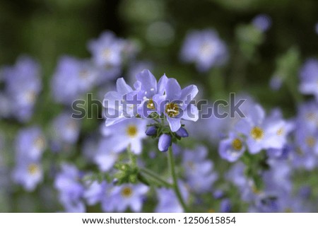 Closeup of blue flowers with yellow centers