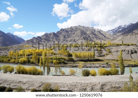 Nature scene - Yellow leaves tree of fall foliage in begin autumn season with blue river canal at Leh Ladakh , Jammu and Kashmir , India