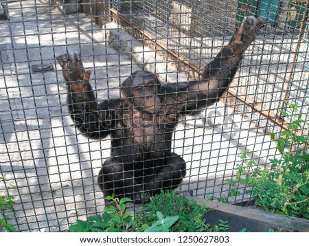 chimpanzee is sad in a cage at the zoo
