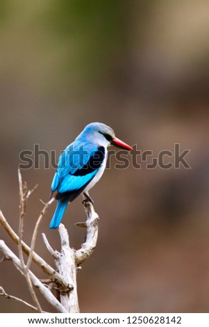 Woodland kingfisher in Kruger National Park