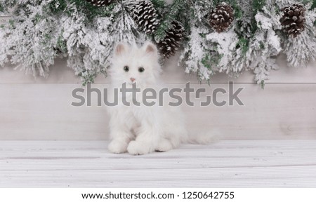 white fluffy christmas cat on a white wooden table