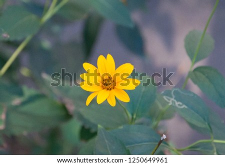 Flower calendula officinalis.